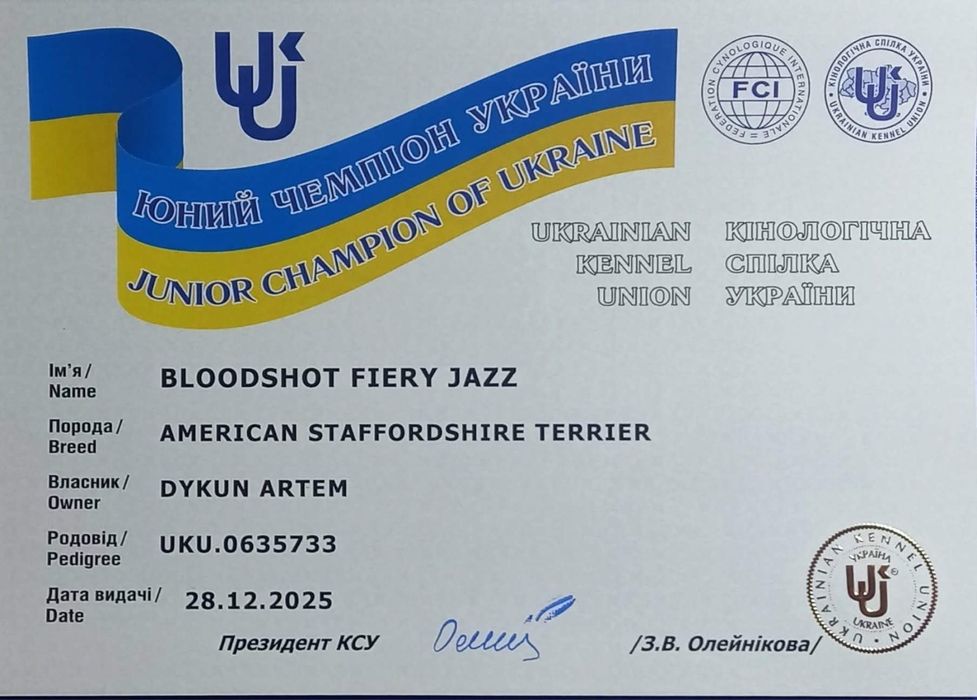 Молодий кобель Амстафф шукає наречену !