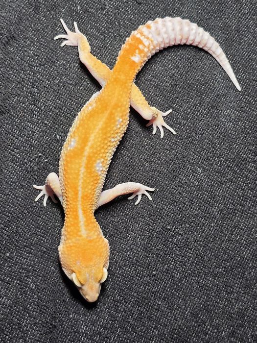 Gekon lamparci ,gekony lamparcie samiec W&YTremper Sunglow