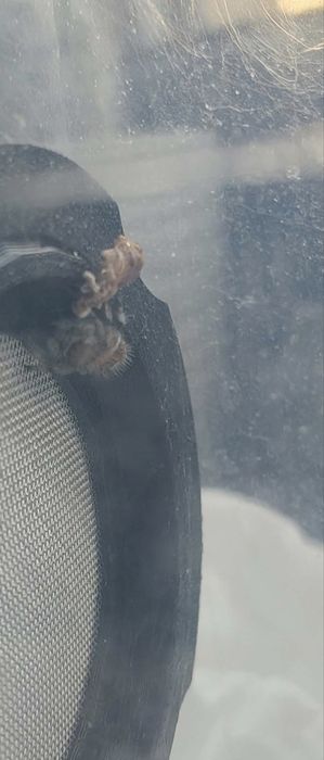 REZERWACJA, skakun Phidippus Regius Everglades, Soroa i inne , l2/3, l3-4, l5-6, l7-8