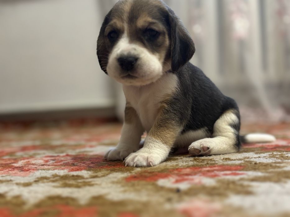 Чистокровні цуценята біглі. Бігль