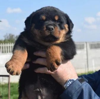 Suczka Rottweiler FCI ZKwP
