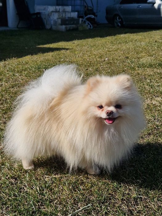 Pomeranian Szpic Miniaturowy ZKwP FCI Reproduktor