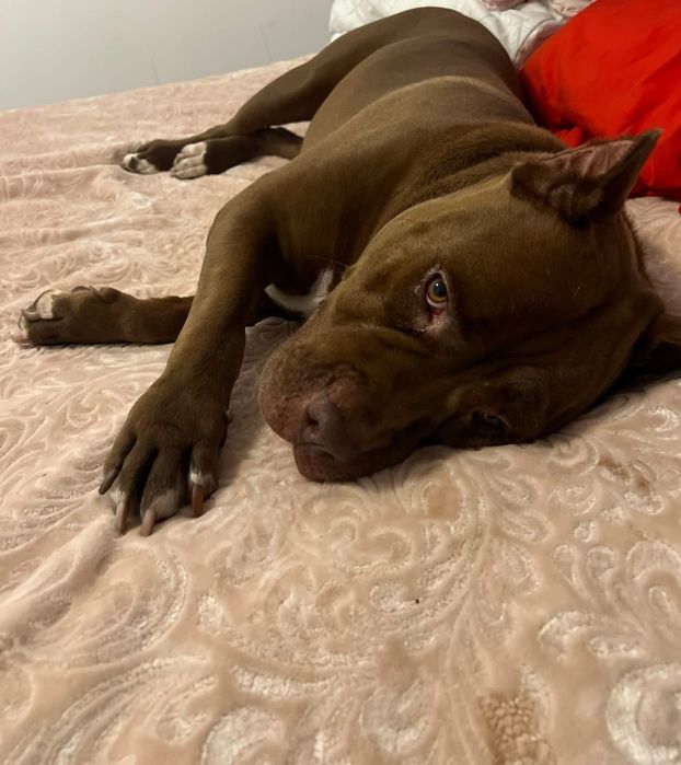 Piesek Coco rasy Pit Bull szuka domku
