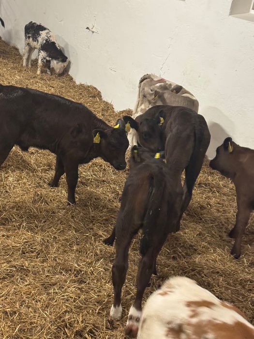 Sprzedam cielaki mięsne Mrągowo dostawa cała Polska w cenie