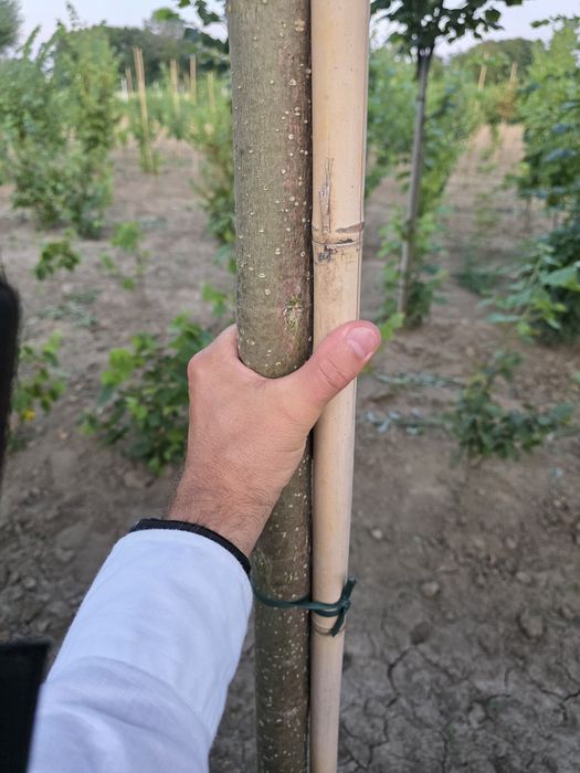 Katalpa. Duże drzewa. Obwody od 14 do 24cm. Zakładanie ogrodów.