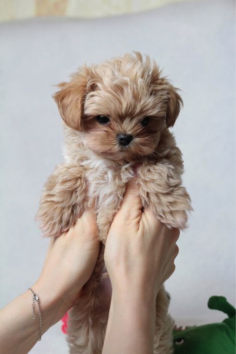 Самые маленькие мишки Мальтипу Ф1 !!!