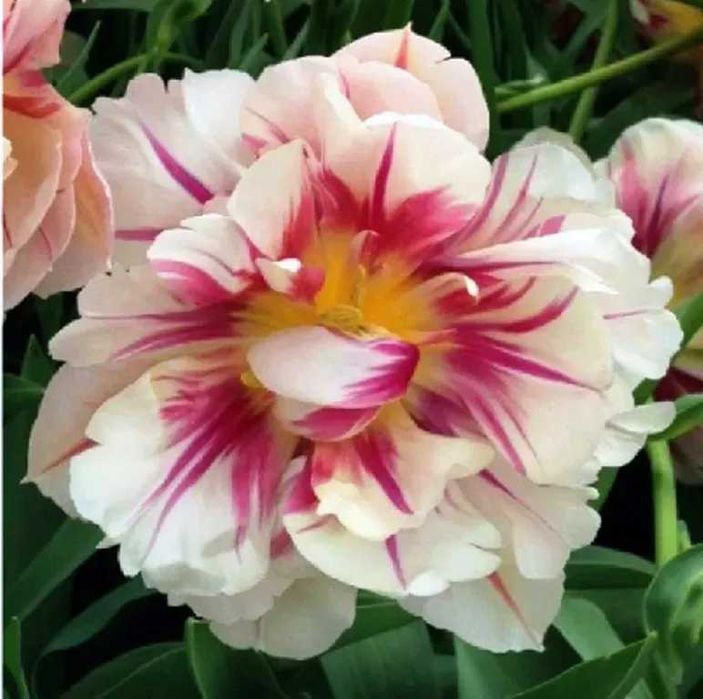 Тюльпани сортові, цибулини!