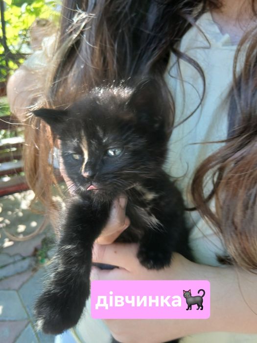 В добрі руки муркотики