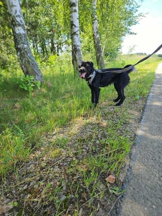 Mocno lgnie do człowieka, głośno szuka kontaktu i domaga się uwagi i atencji. Roczna Chałka do adopcji