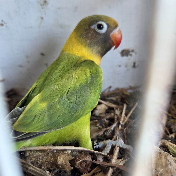 Nierozłączki młode