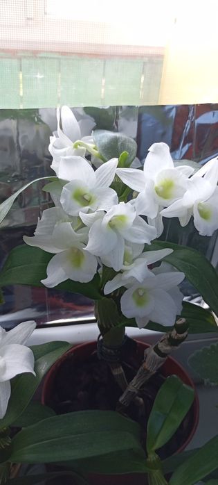 Продаю деток дендробиум