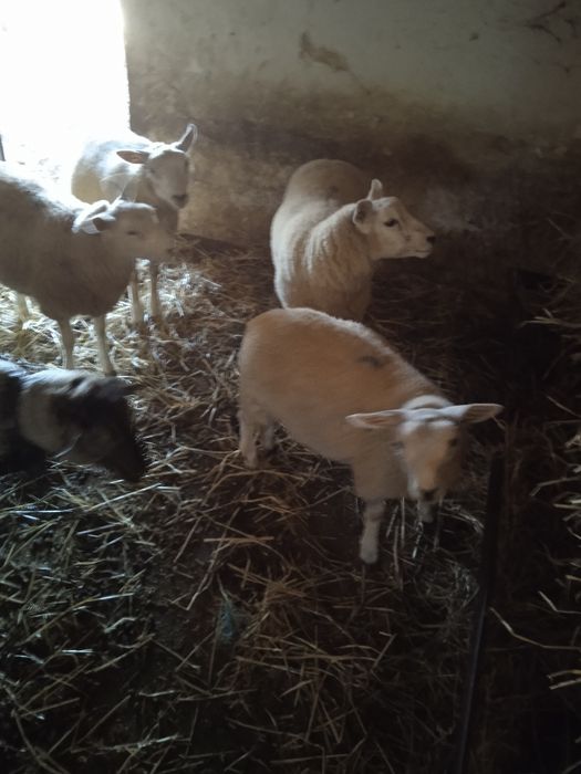 Vendo uma borrega texel e dois machos texel