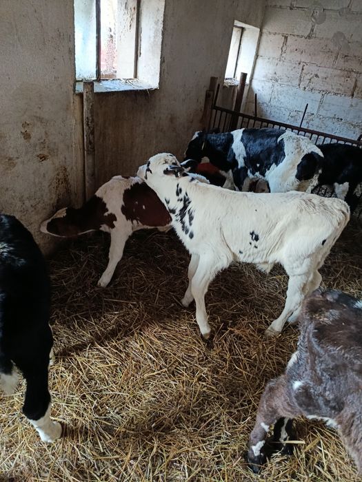 Witam sprzedam 7 byczków