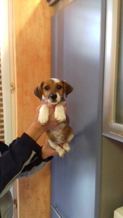 Цуценяточка джек рассел тер’єра. Доставочка