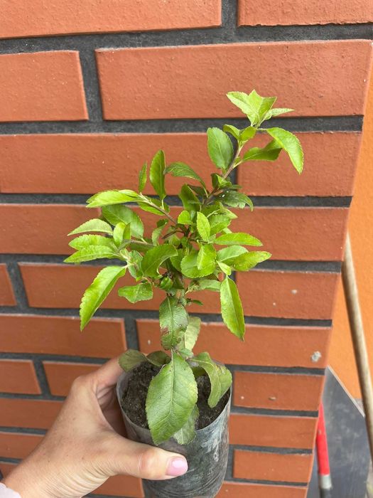 Кизильник, пухиреплідник піраканта