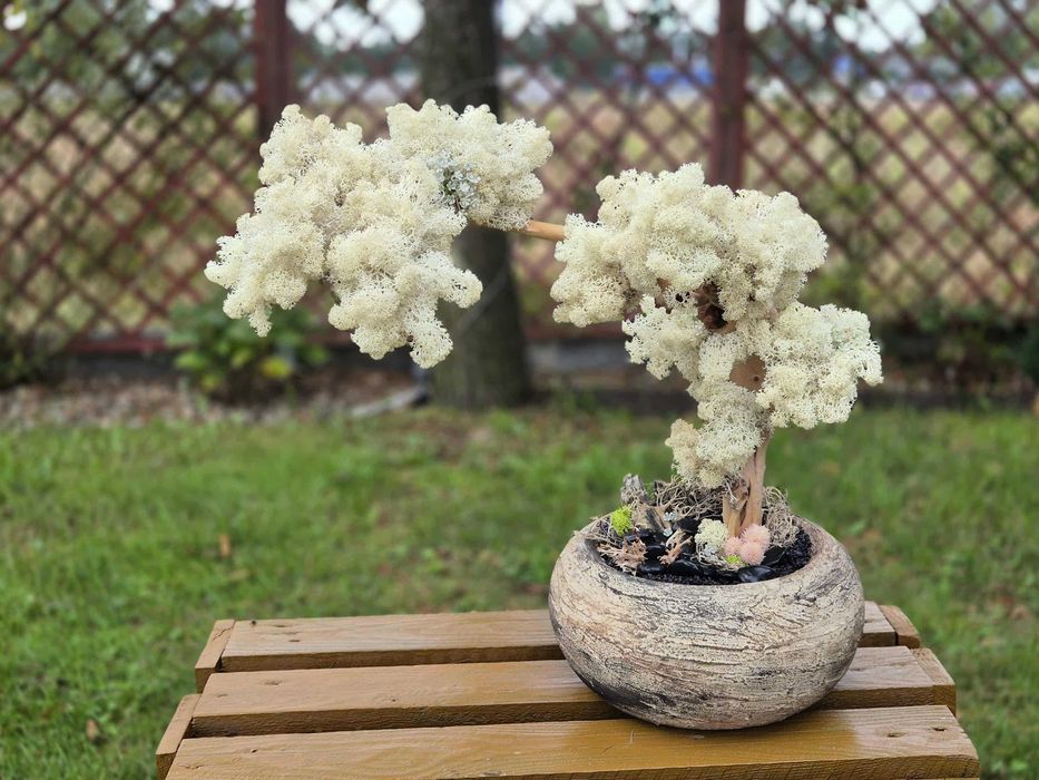 Drzewo XXL Bonsai Mech Chrobotek Dekoracja Długowieczne Dom Prezent