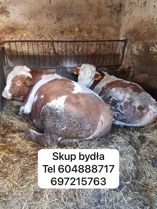 Byk krowa jałówka cielaki