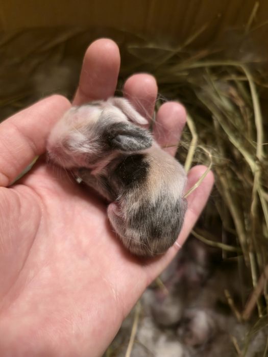 Angora Angielska, english angora, malutlie króliki