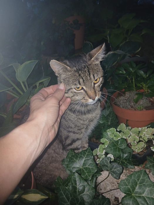 do adopcji Sebuś - około 1,5 roczny miziak