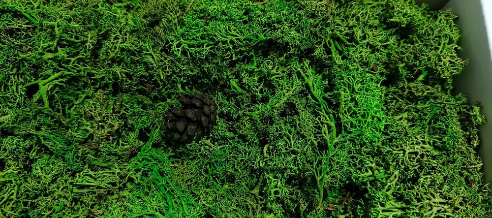 Mech Chrobotek 50 zł  1 kg