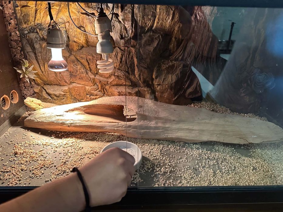Agama brodata z terrarium 100x50x50