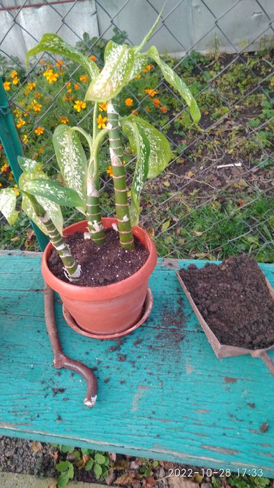 Вазон Діфенбахія