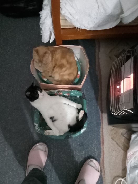 Cuidadora de gatos em domicílio