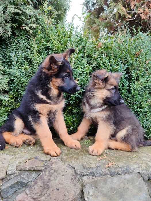 Продаються цуценята німецької вівчарки