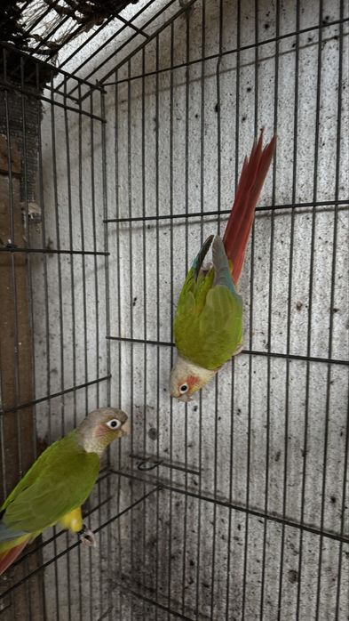 Vendo Pyrrhuras bebés