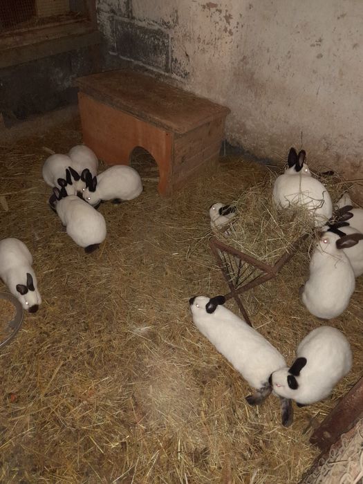 Króliki kalifornijskie