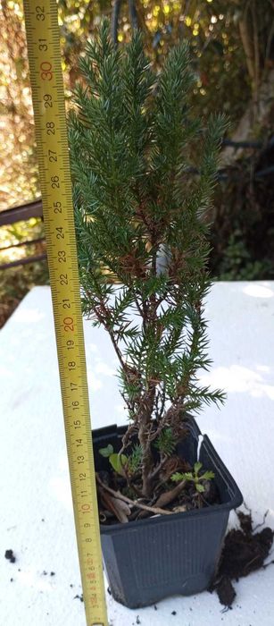 Vendo arbustos para desocupar