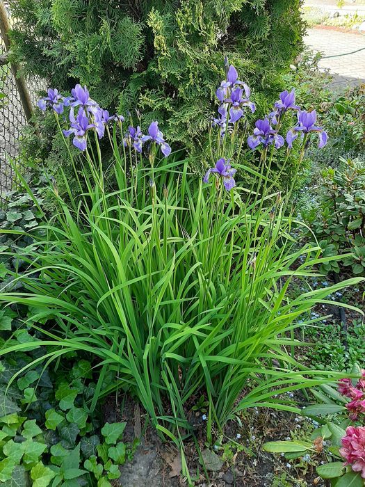 Irysy kosaćce niebieskie - bylina. 6 szt.