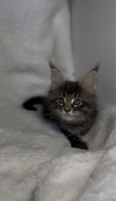 Kotka Maine Coon FPL