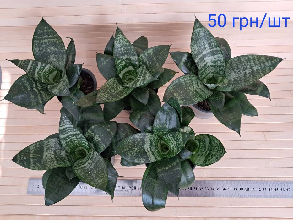 Сансевієрія ханні