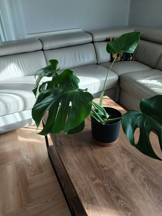 Monstera w doniczce 3 sztuki Młode Piękne