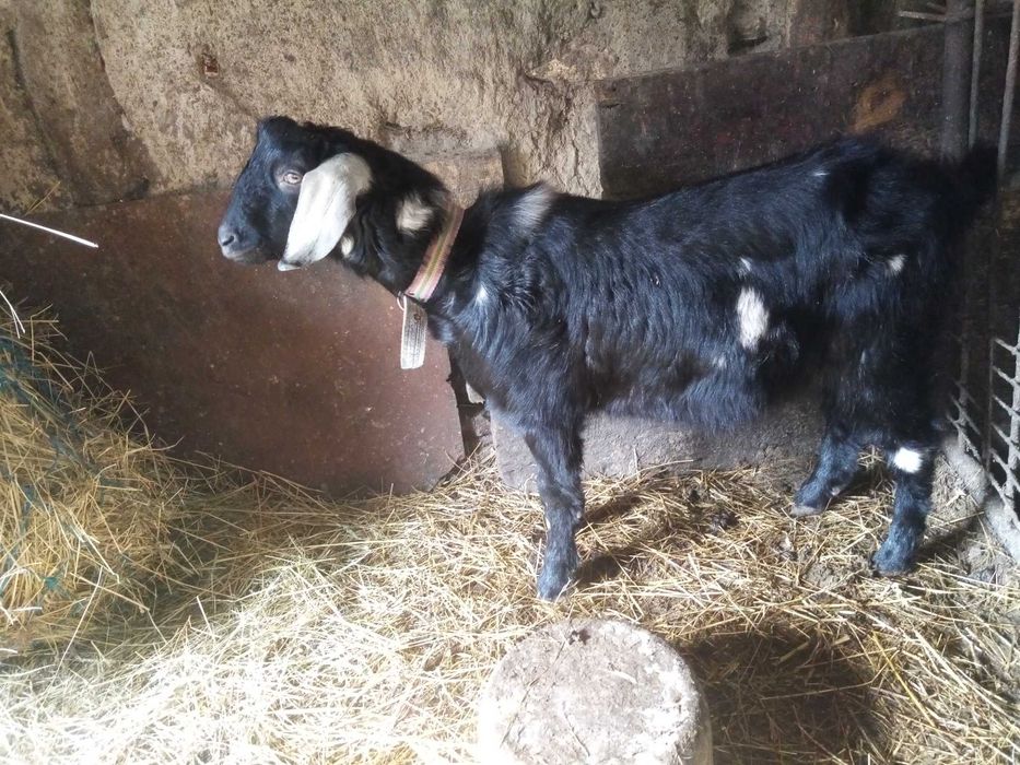 Цап для парування