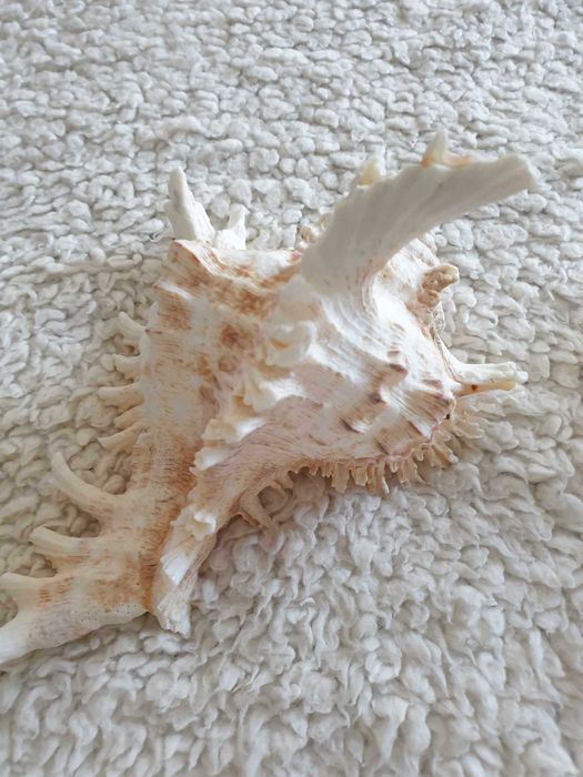 Três búzios/conchas