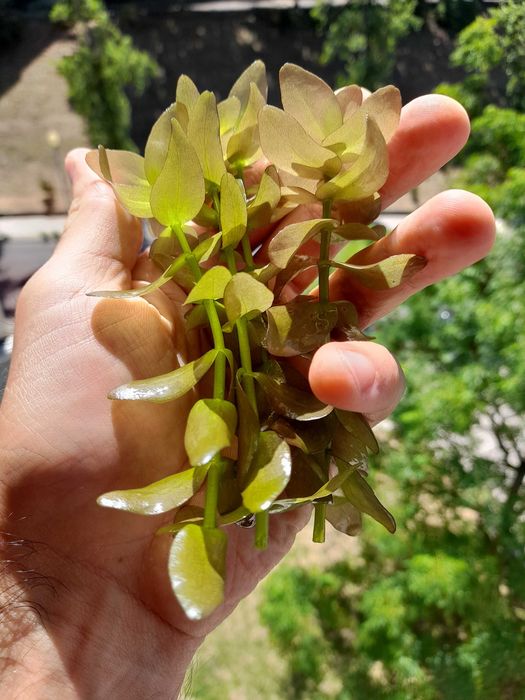 Bacopa caroliniana - Planta Fácil Aquário