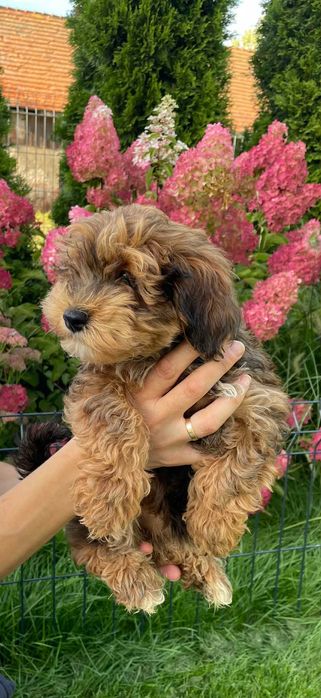 Hawapoo/Maltipoo niesamowita sunia o imieniu Helena