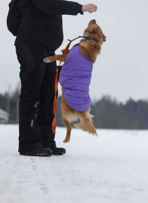 Malik- piękny psiak szuka domu