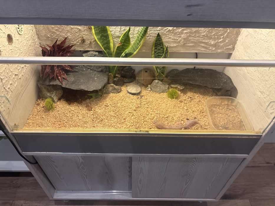 Terarium dla gekona lamoarceigo lub agamy