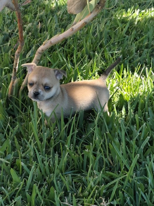 Fêmea Chihuahua disponível