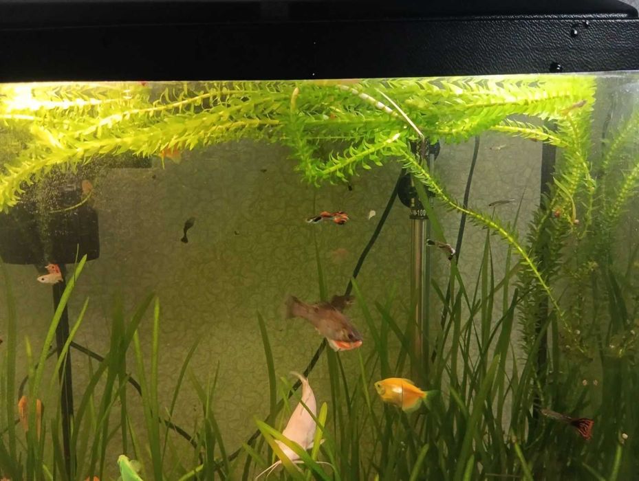 Продам акваріум об'ємом 90 літрів з усим обладнанням