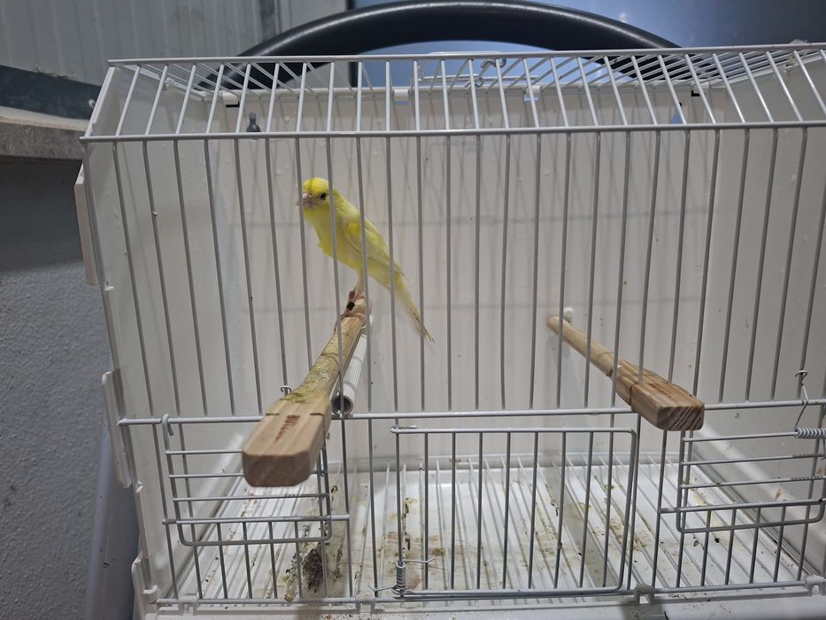 Canario largues espanhok