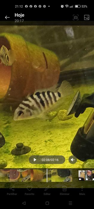 PROMOÇÃO nigrofaciatos (Acará do Congo)