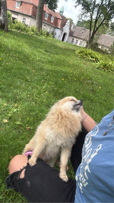 Suczka pomeranian tylko do końca grudnia