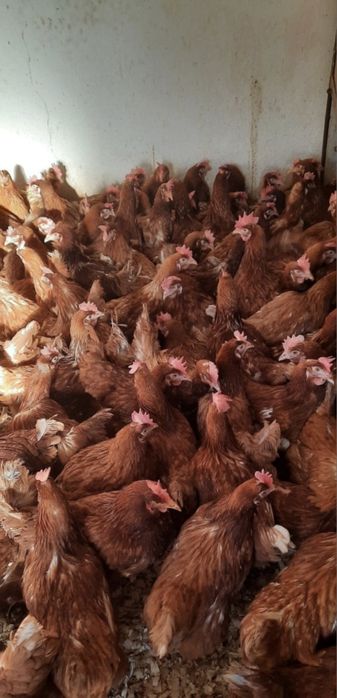 Курка несучка 12міс ломан браун