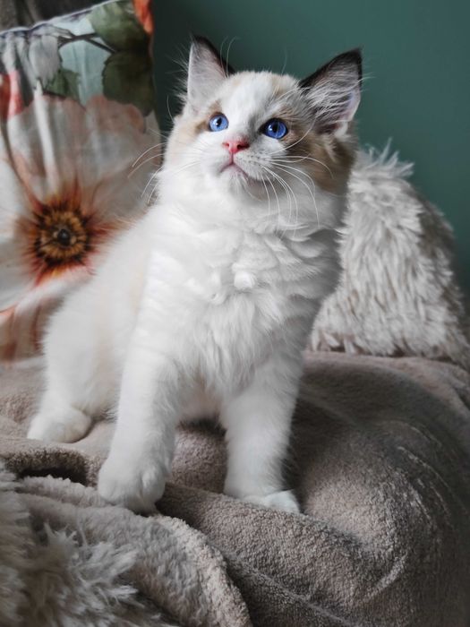 Ragdoll - przepiękny kocurek Zazu rodowód FPL