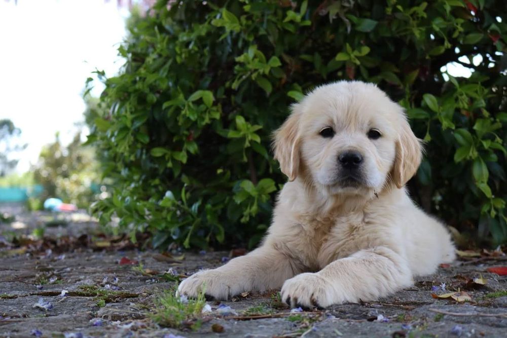 Golden Retriever com LOP