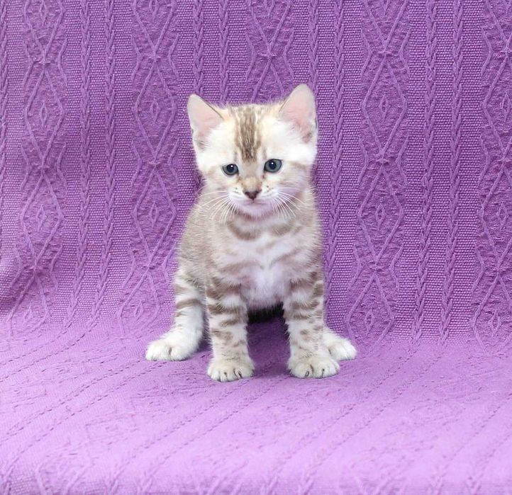 Мега ласковая бенгальская снежная(минк n 24 32) девочка